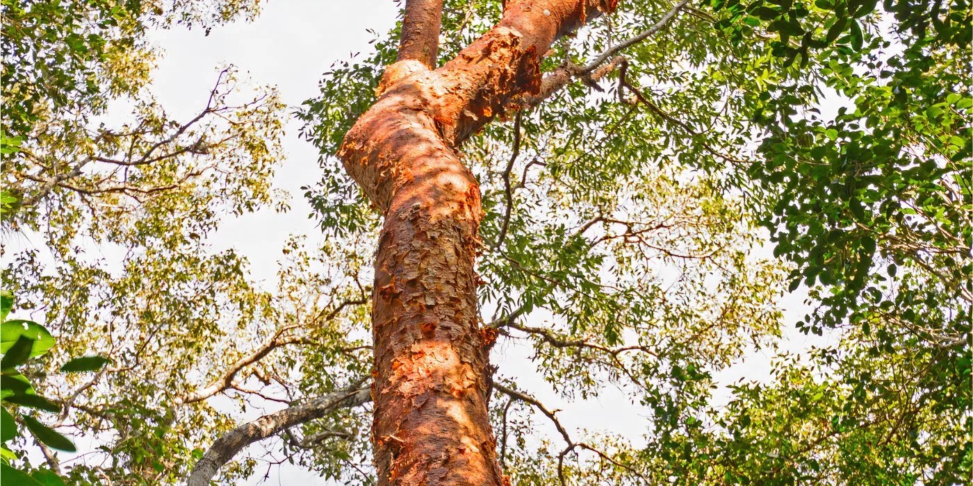 Gumbo limbo tree