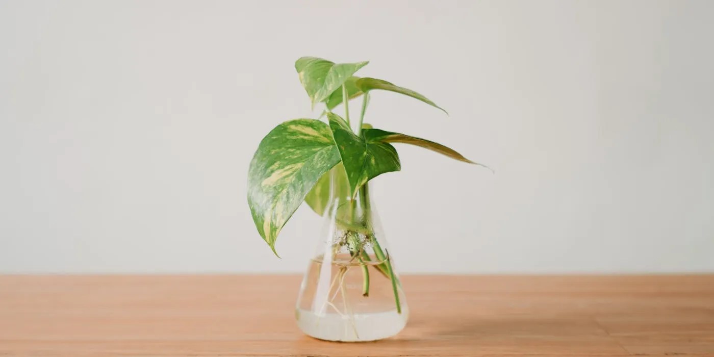 Pothos in water in a glass jar
