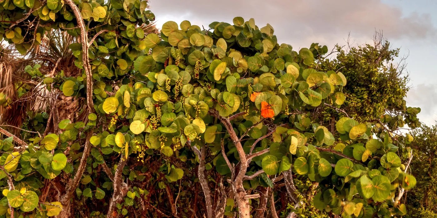 Sea grape tree