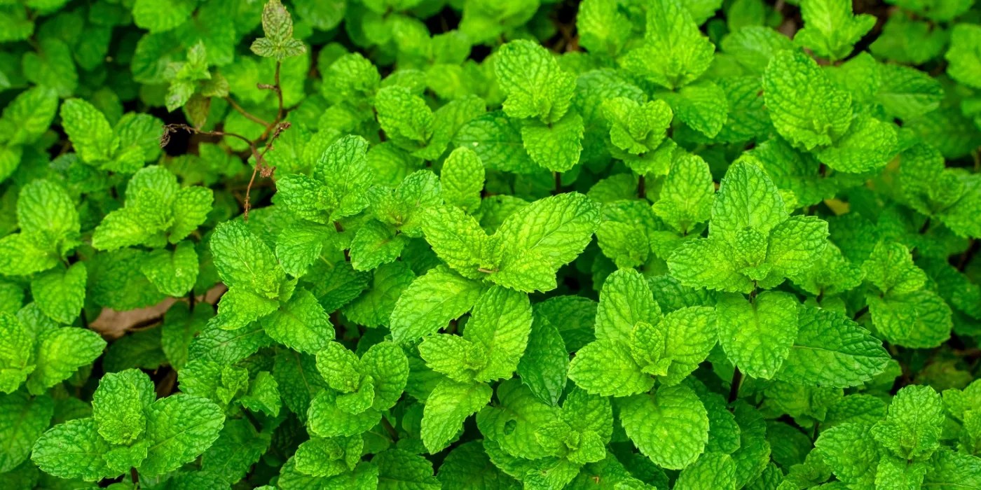 Spearmint growing in the garden