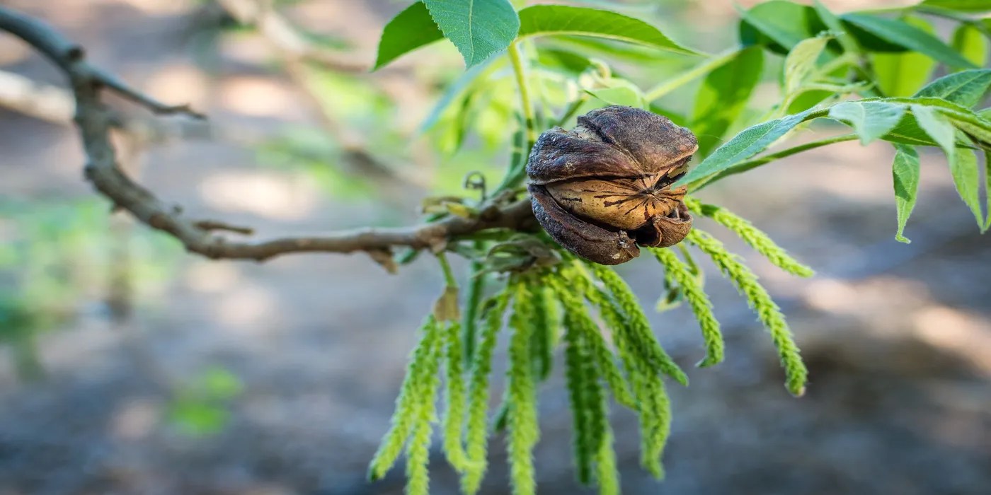 An image of pecans.