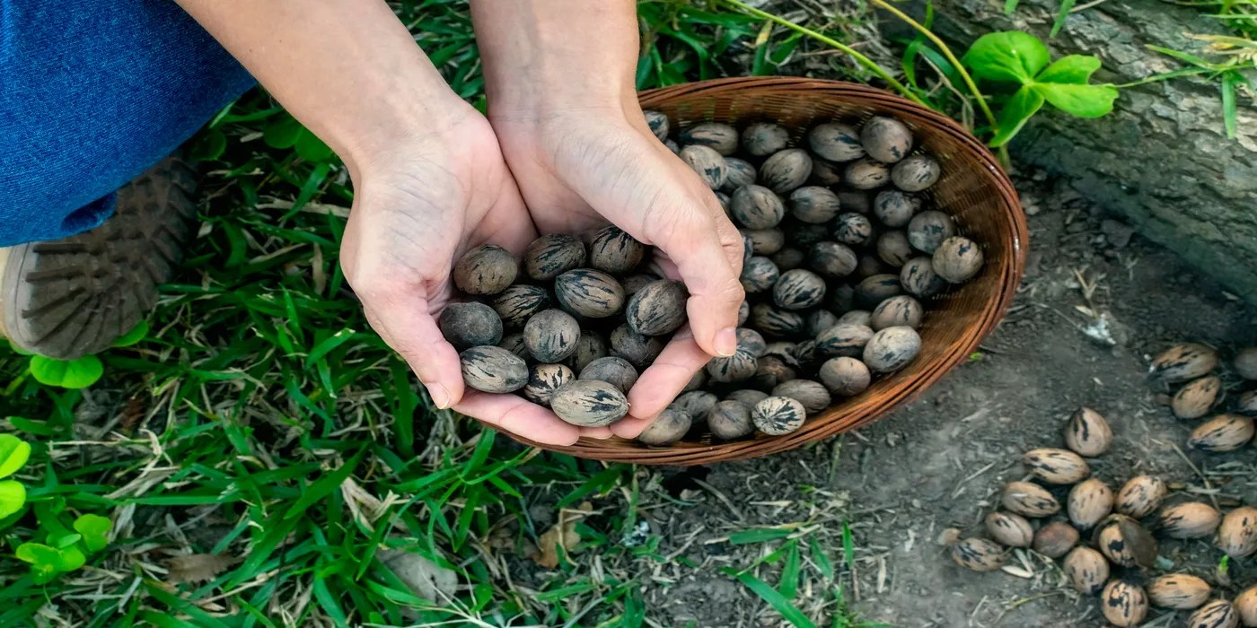 An image of a person holding pecans.