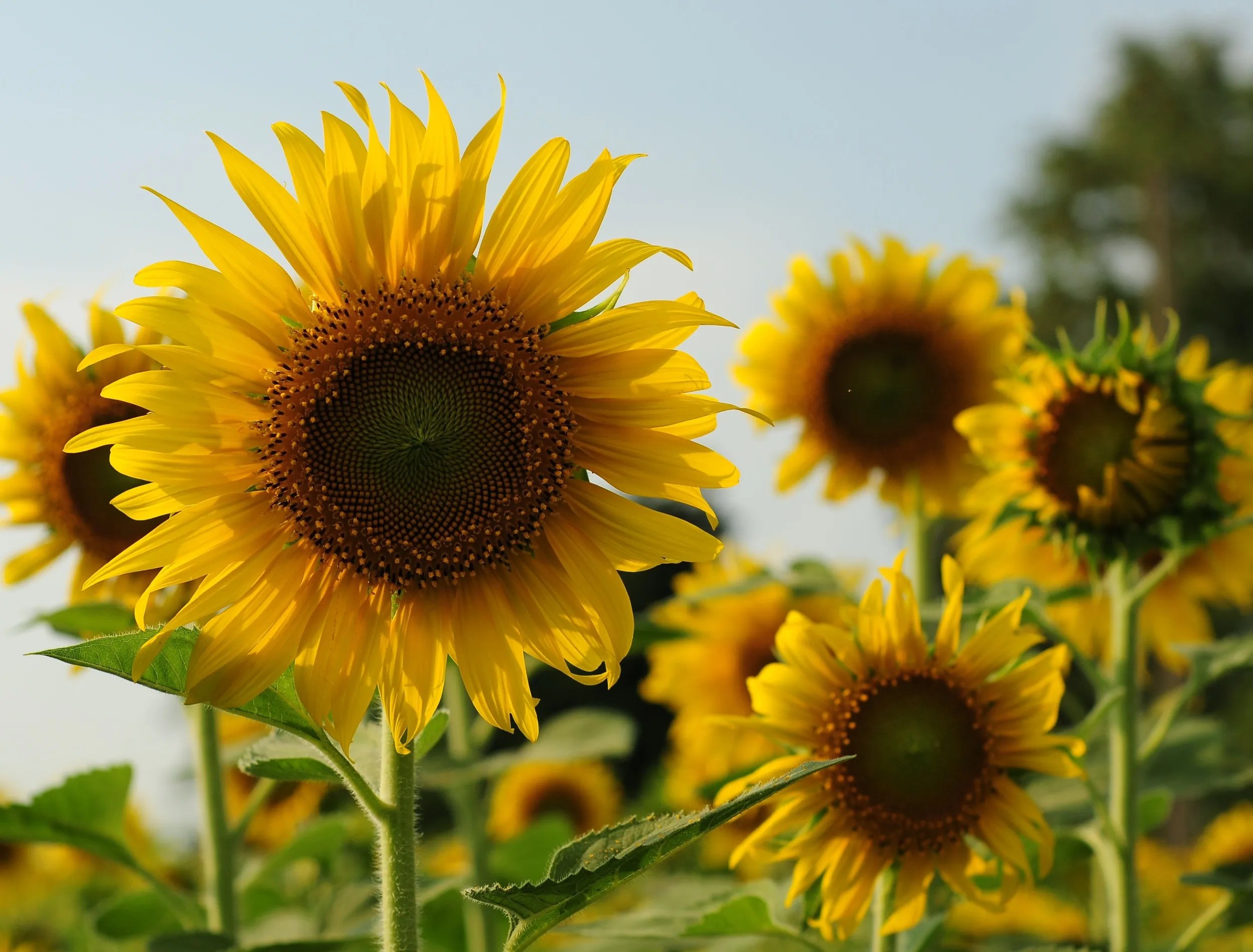 Sunflowers in a field