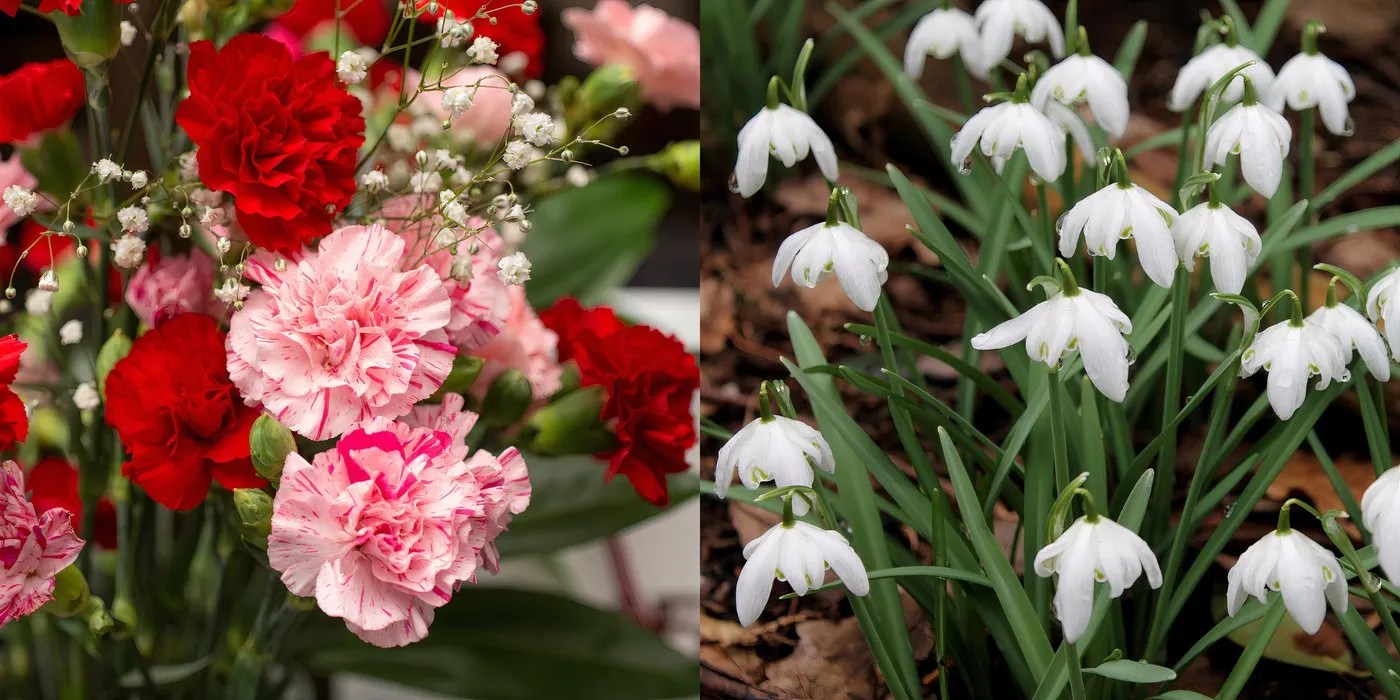 Carnation and snowdrop