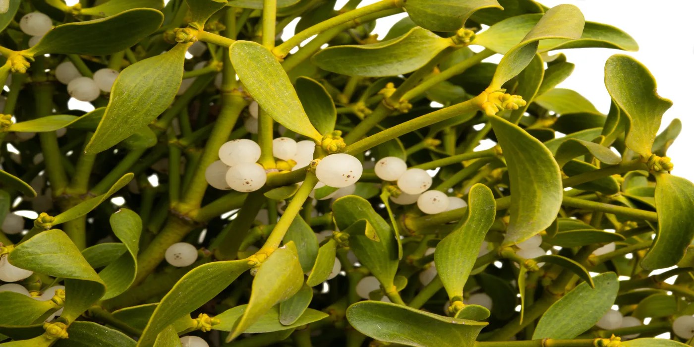 An image of mistletoe berries