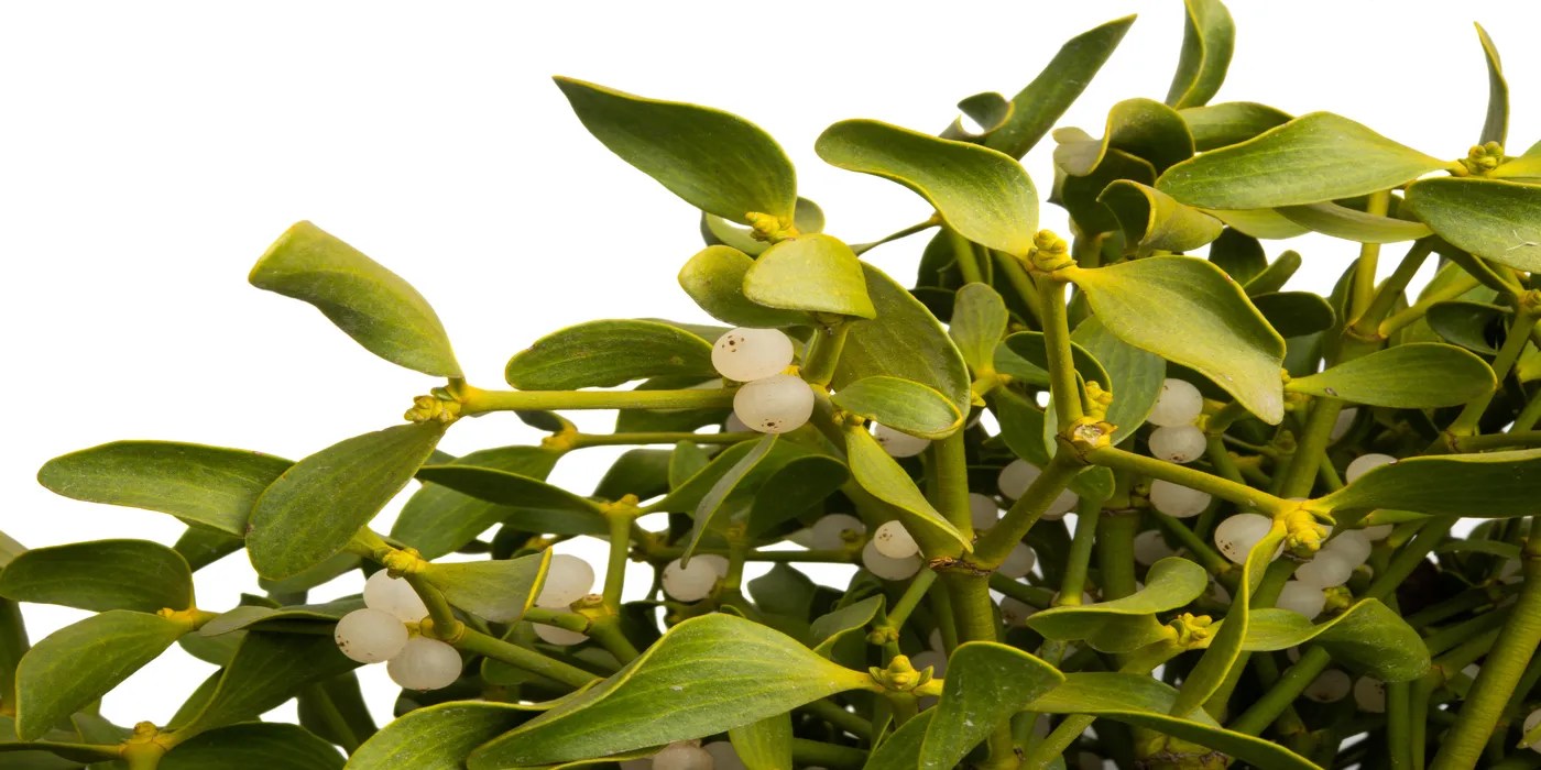 An image of mistletoe berries