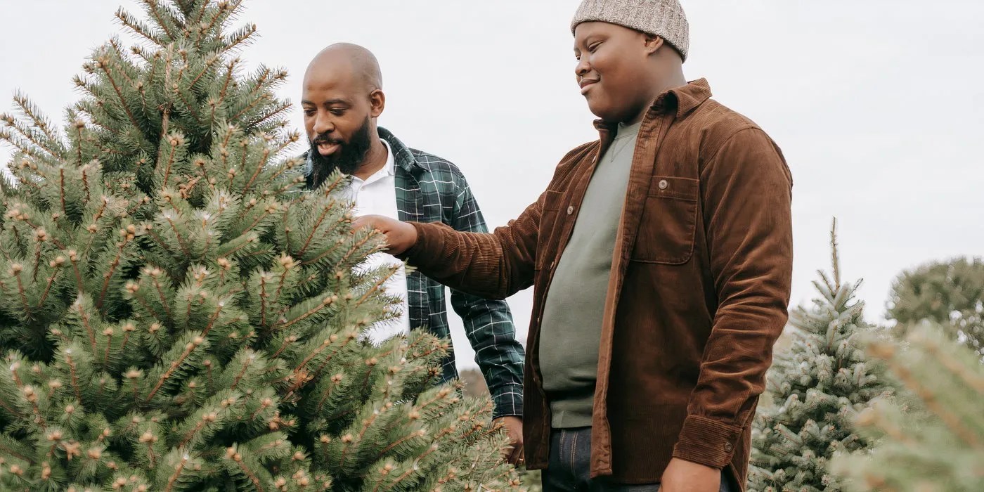 Testing a tree&rsquo;s freshness