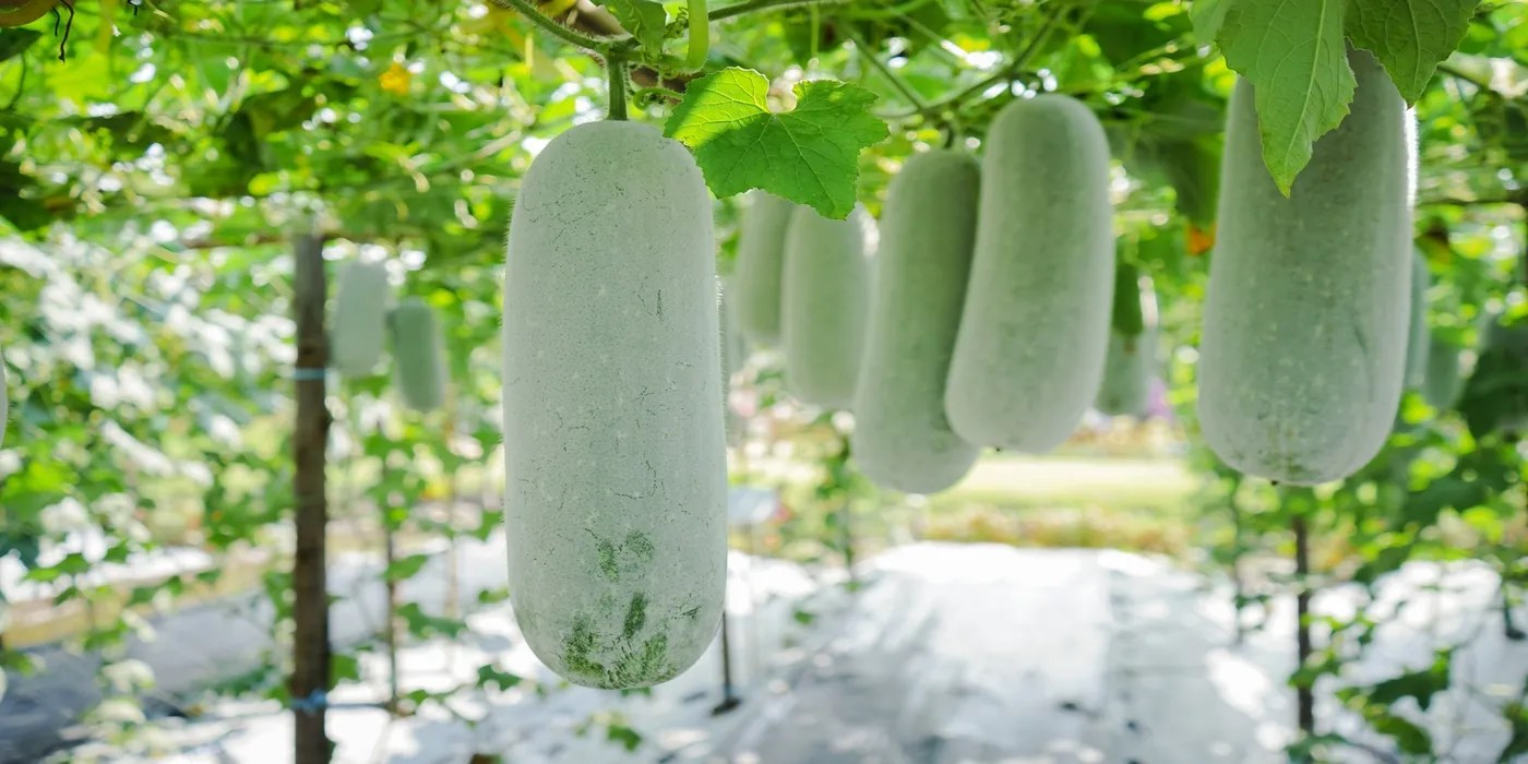 An image of winter melon