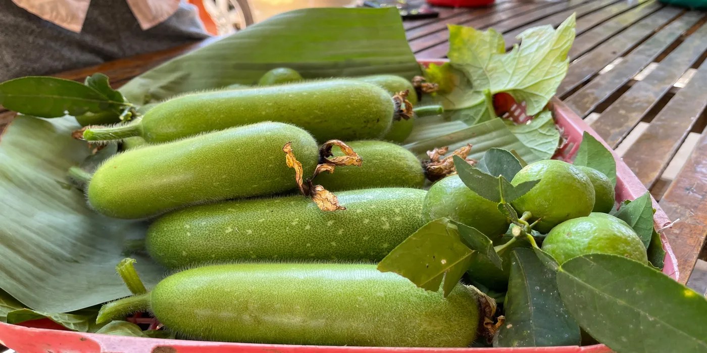 An image of winter melon