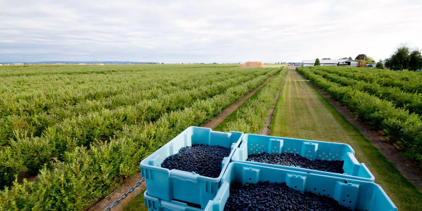 Blueberry farm