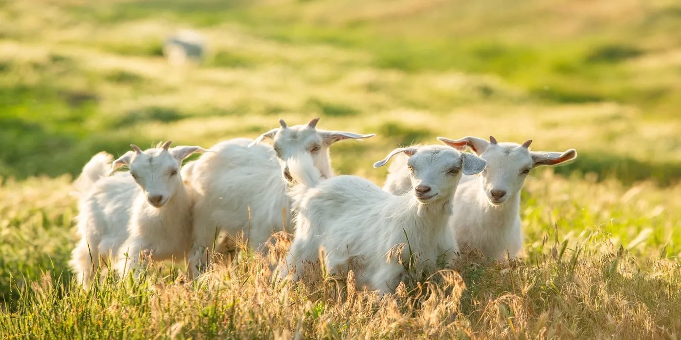 An image of goats