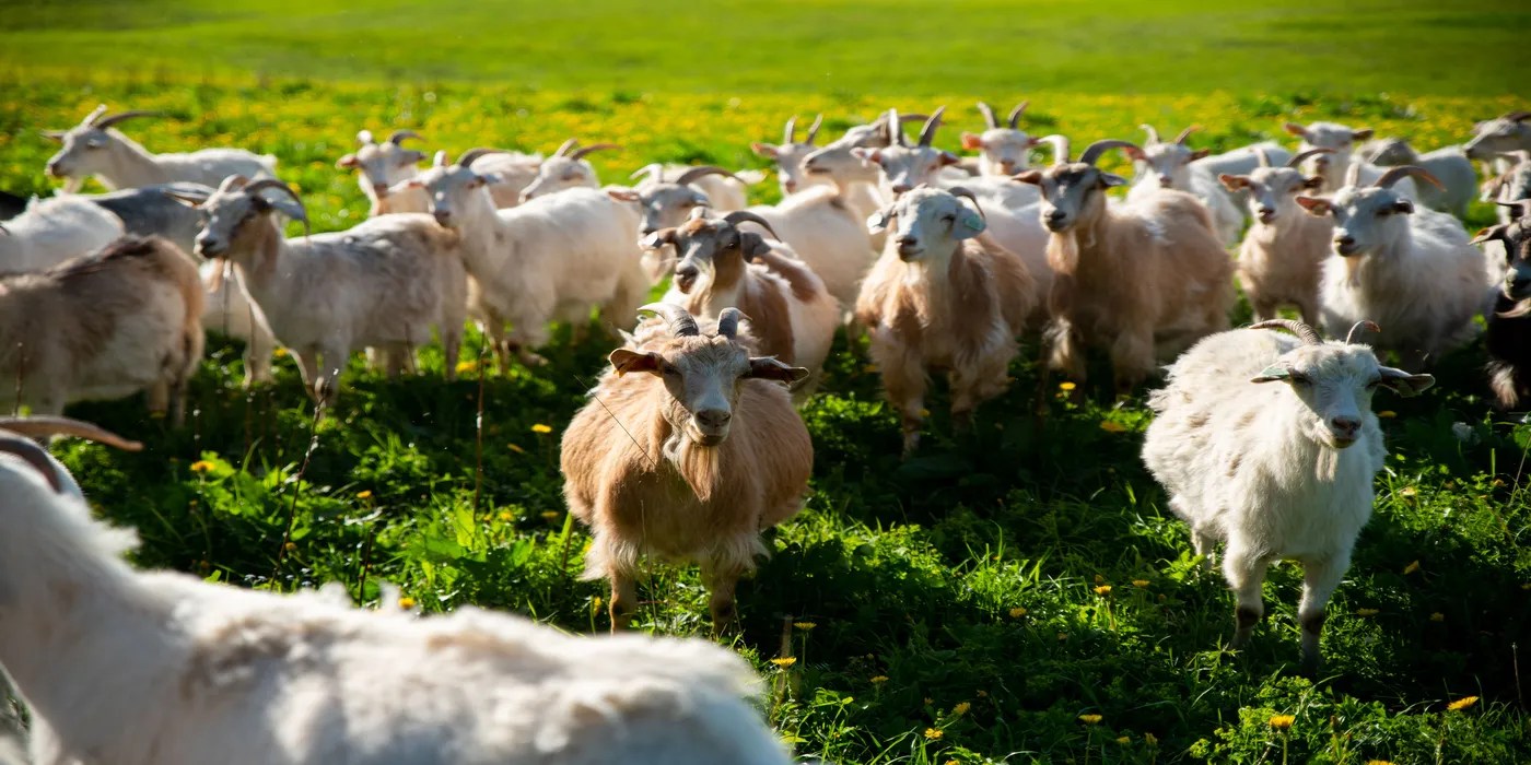 An image of goats