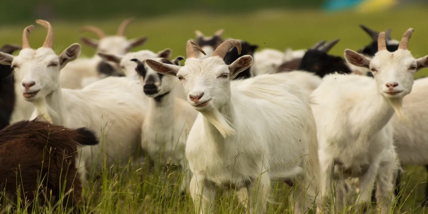 An image of goats