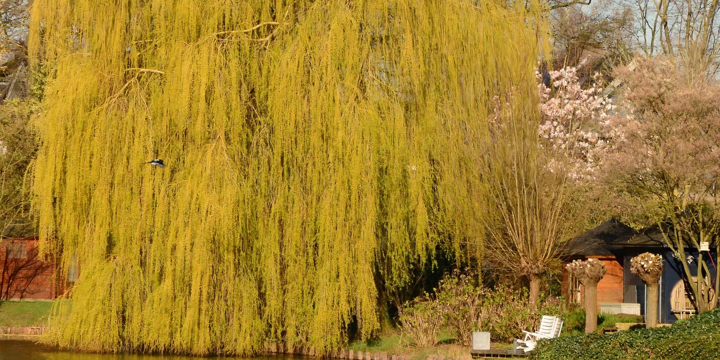 Golden willow