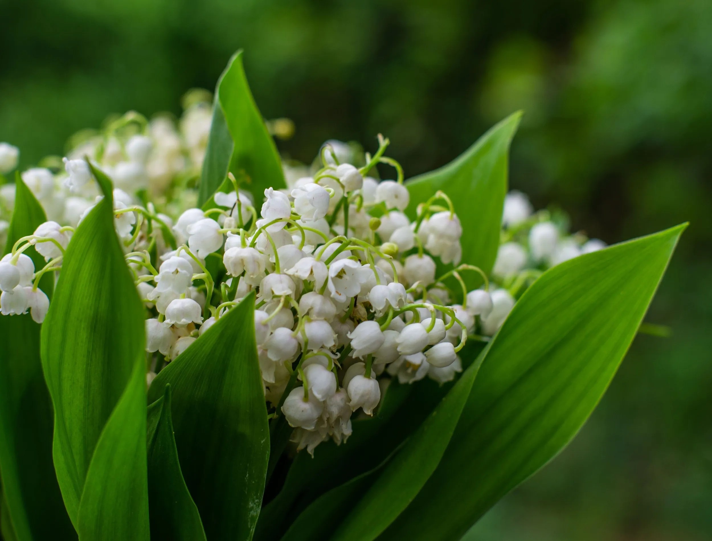 Lily of the valley bunch growing in the shade of a tree