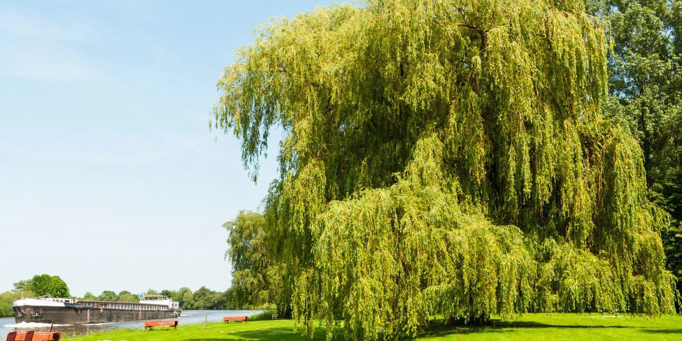 Niobe Weeping Willow