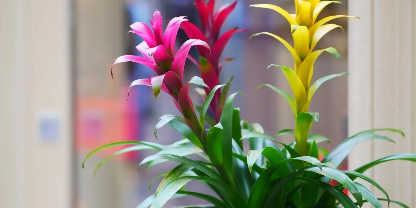 Bright colored Bromeliads