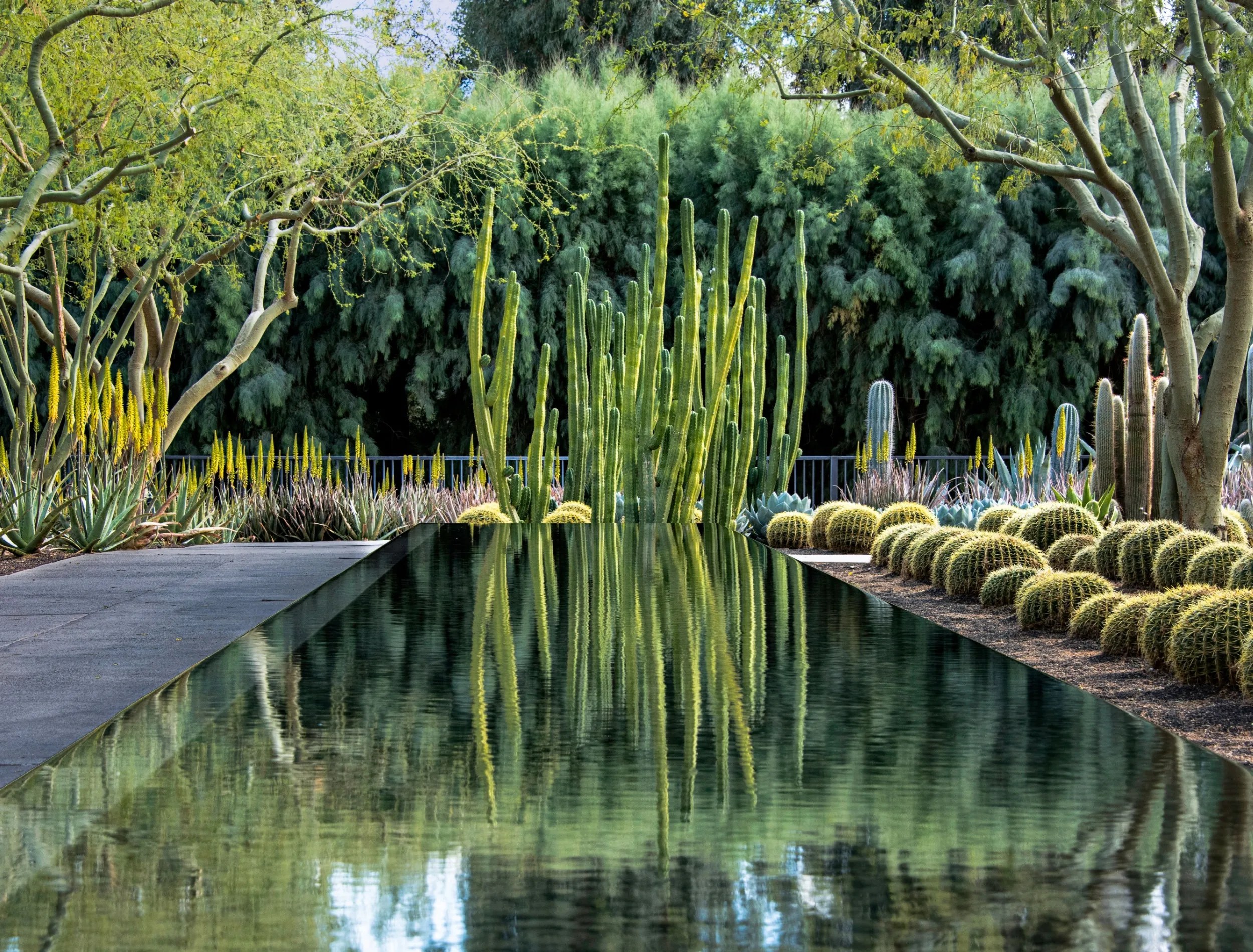 Large reflecting pool showcasing different cacti