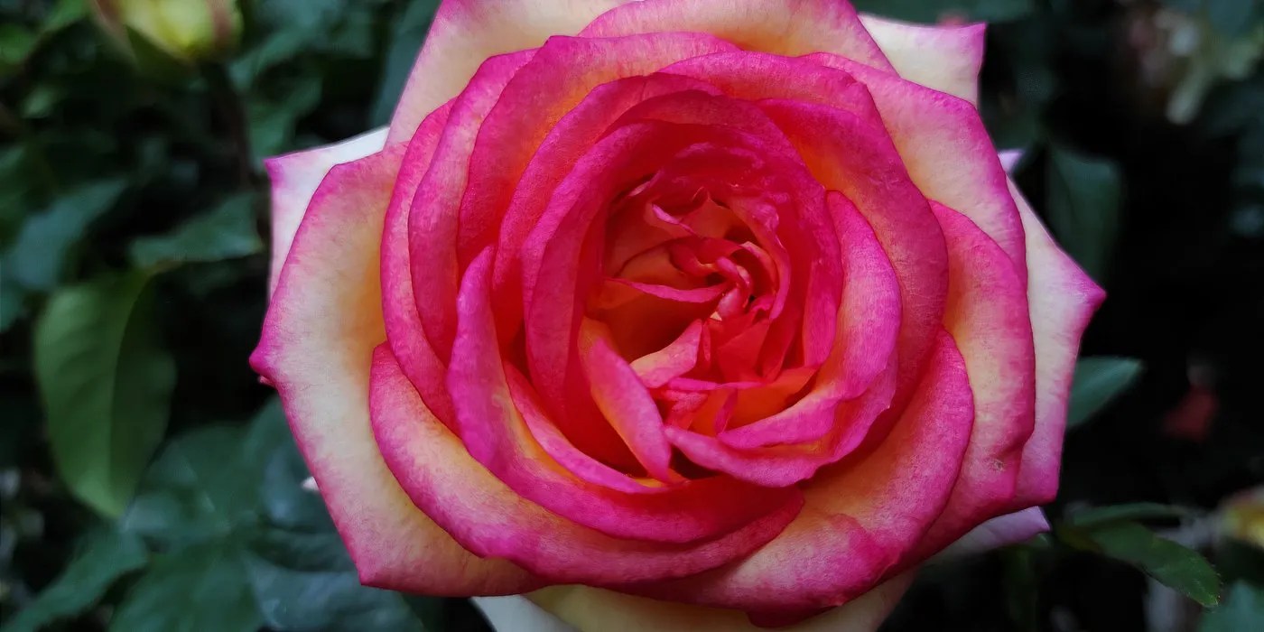 Rosa &lsquo;Peace&rsquo;