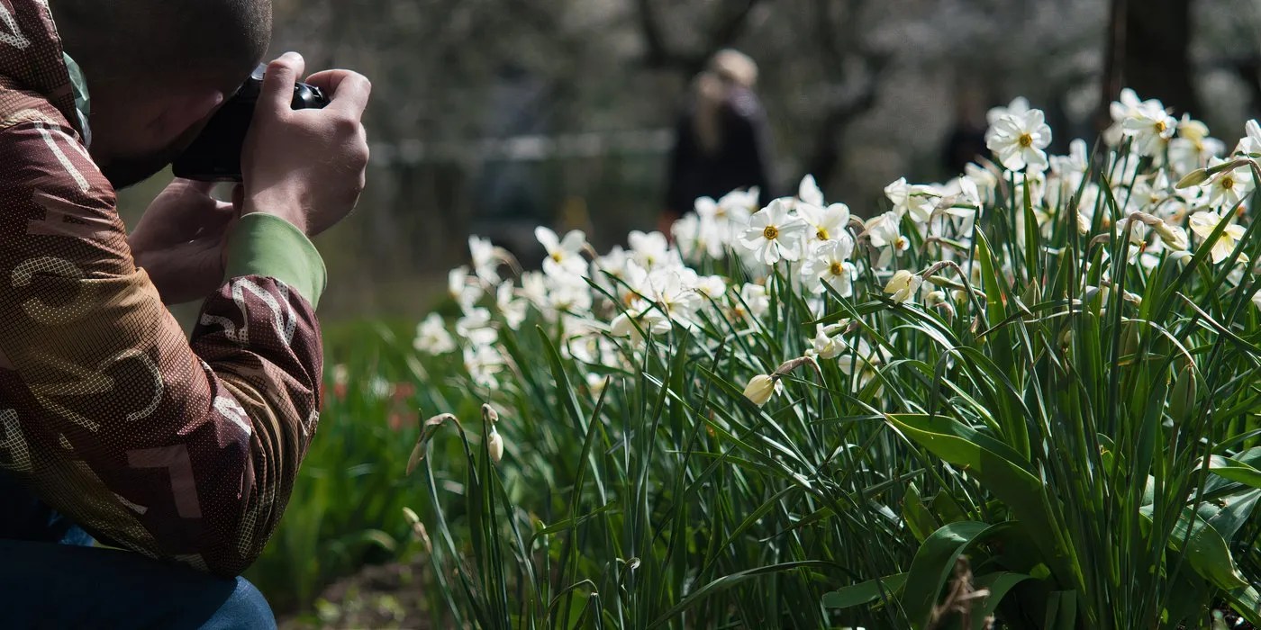 Taking a picture of daffodils