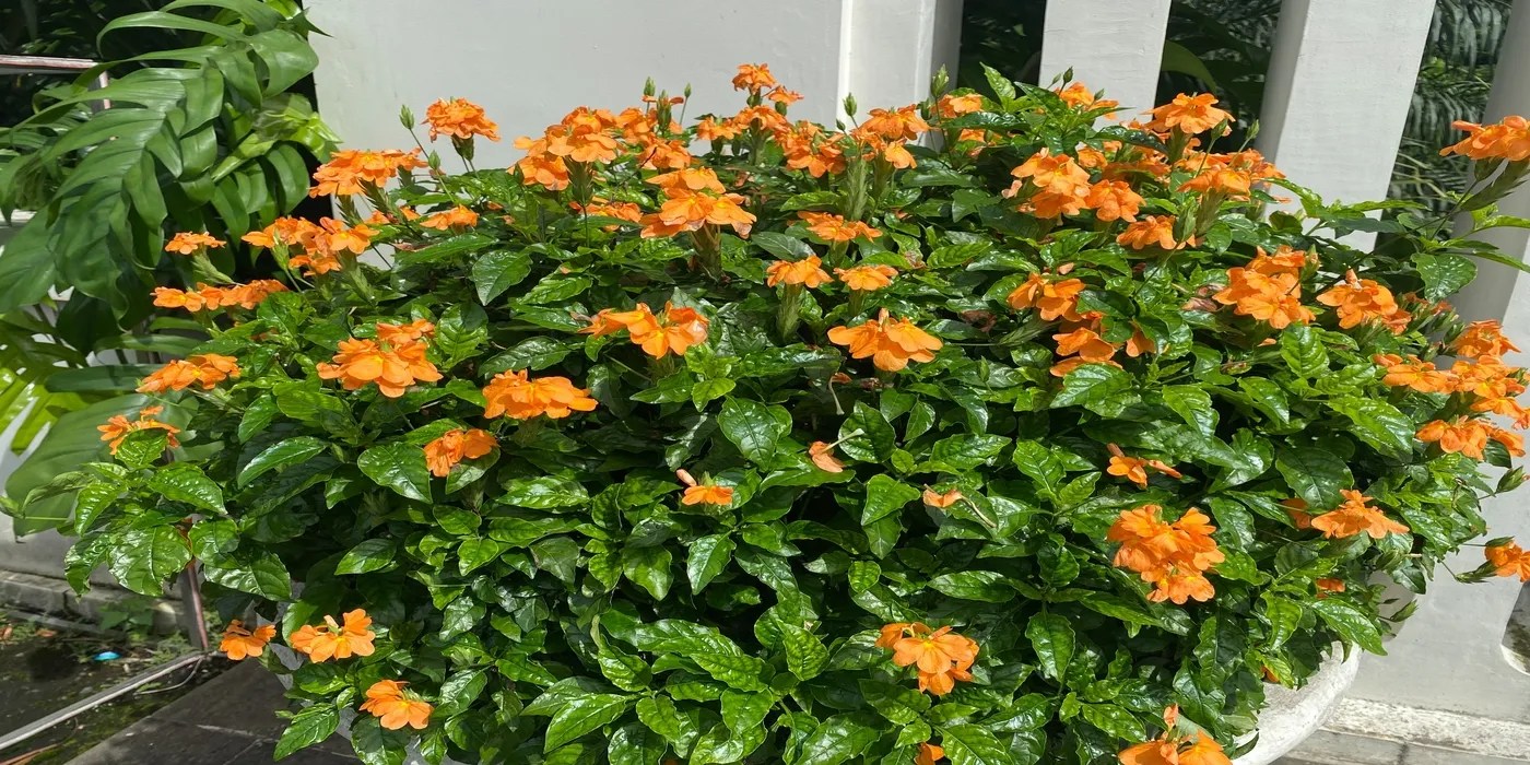 An image of a blooming firecracker