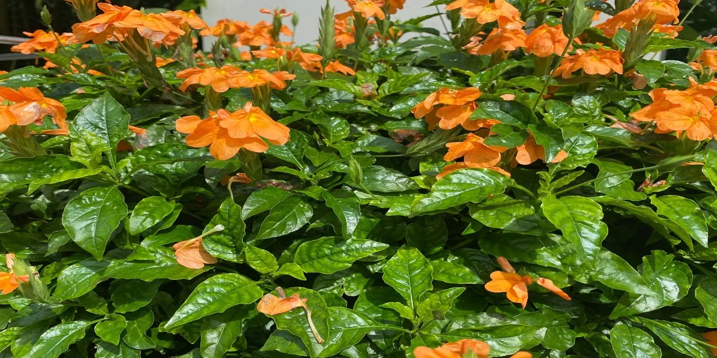 An image of a blooming firecracker