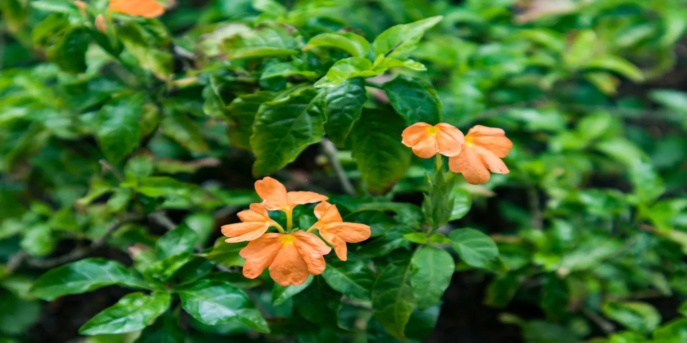 An image of a blooming firecracker