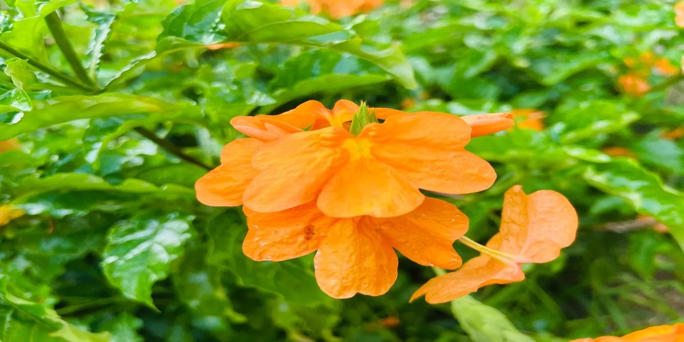 An image of a blooming firecracker