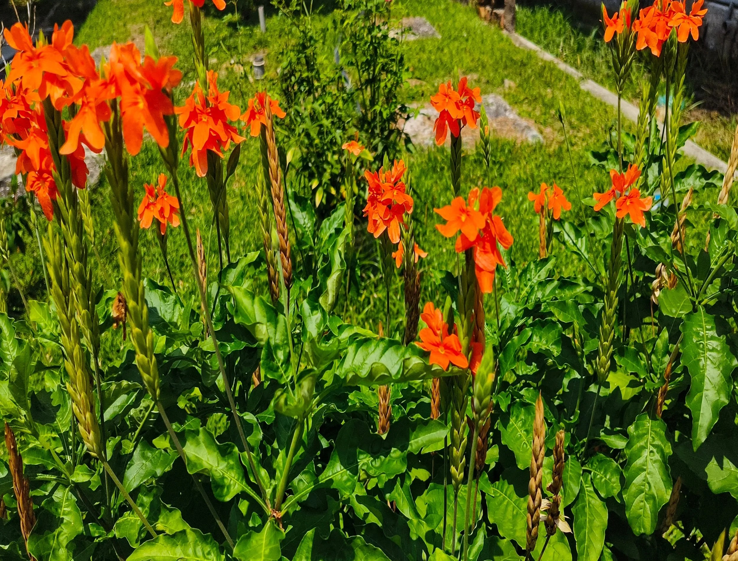An image of a red firecracker