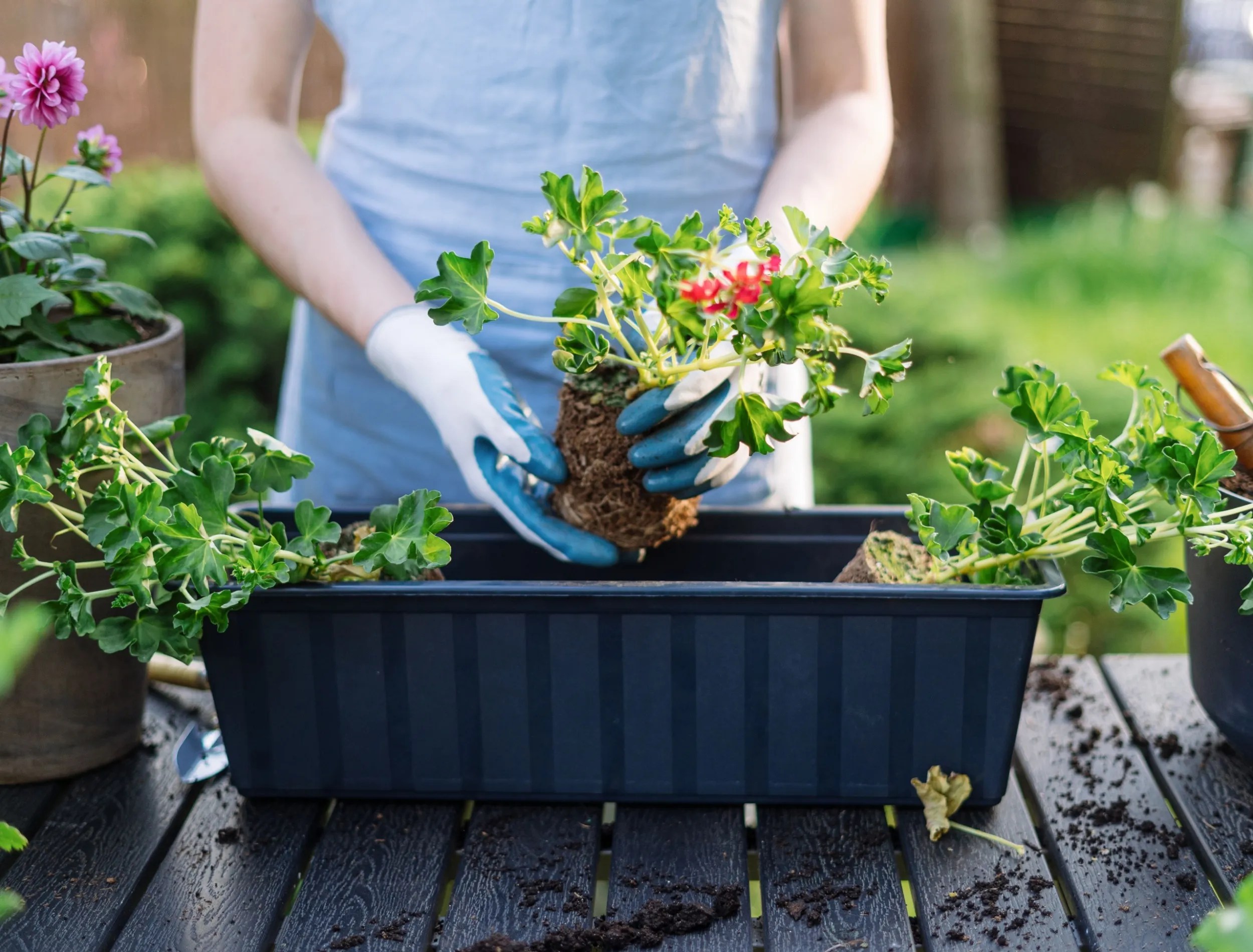 Gardener using rule of three to create a flower arrangement