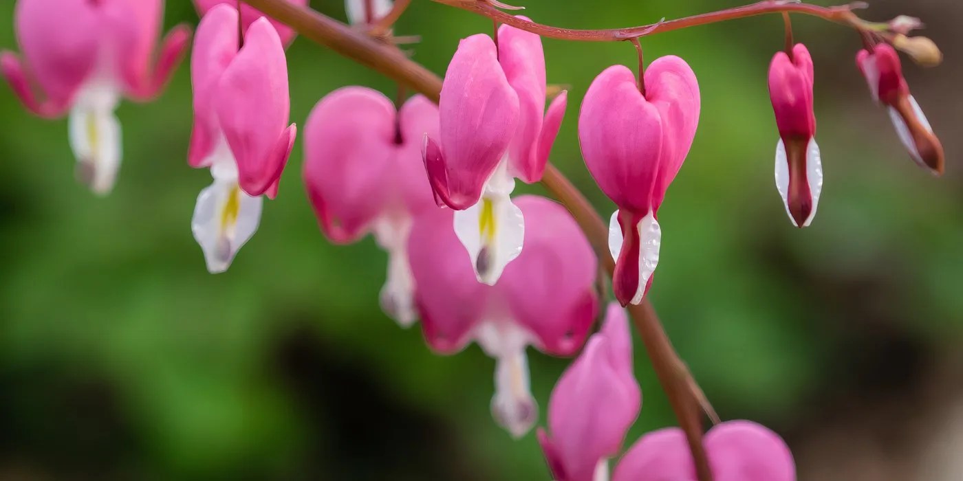 Bleeding hearts