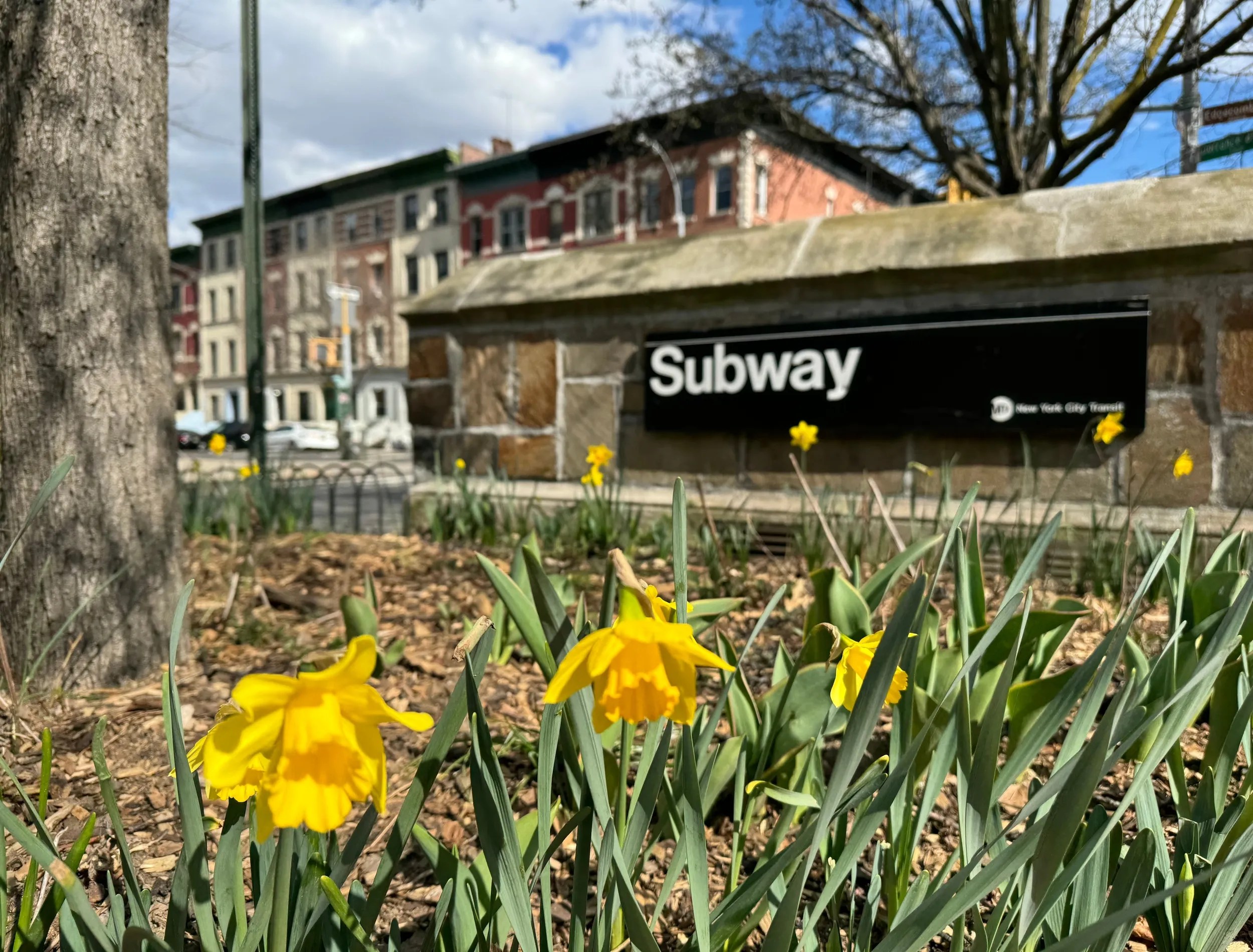 An image of daffodils in New York Subway