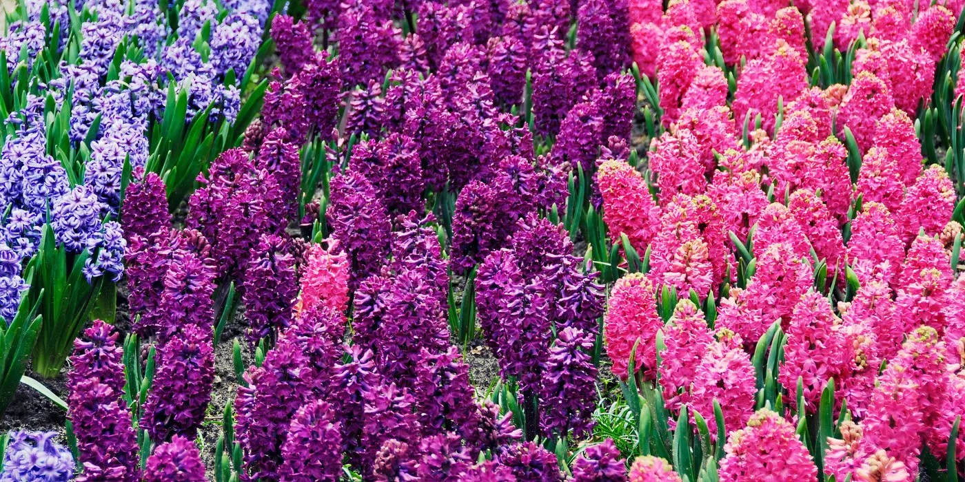 Hyacinths