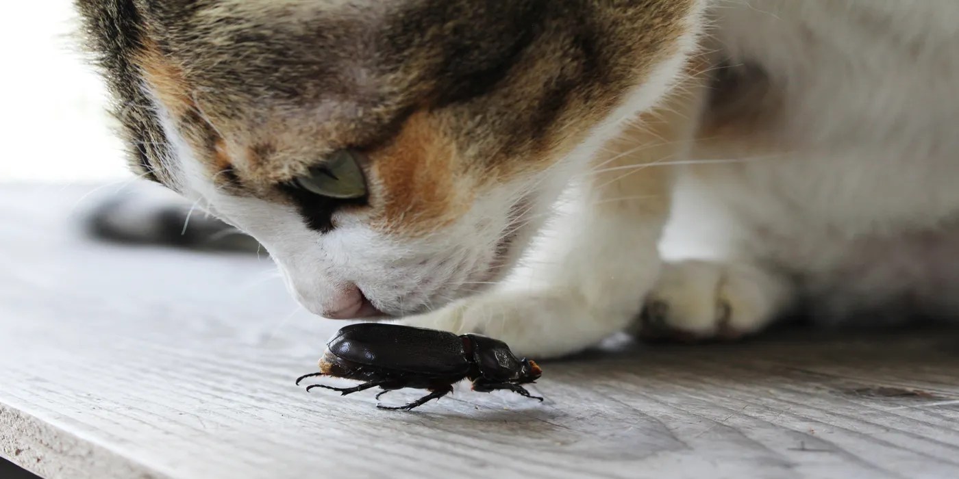 An image of a cat hunting a beetle