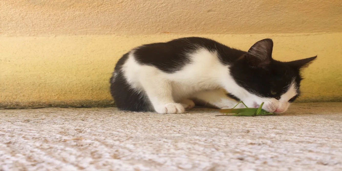 An image of a cat eating a bug