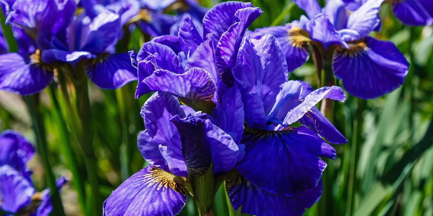 Siberian Iris