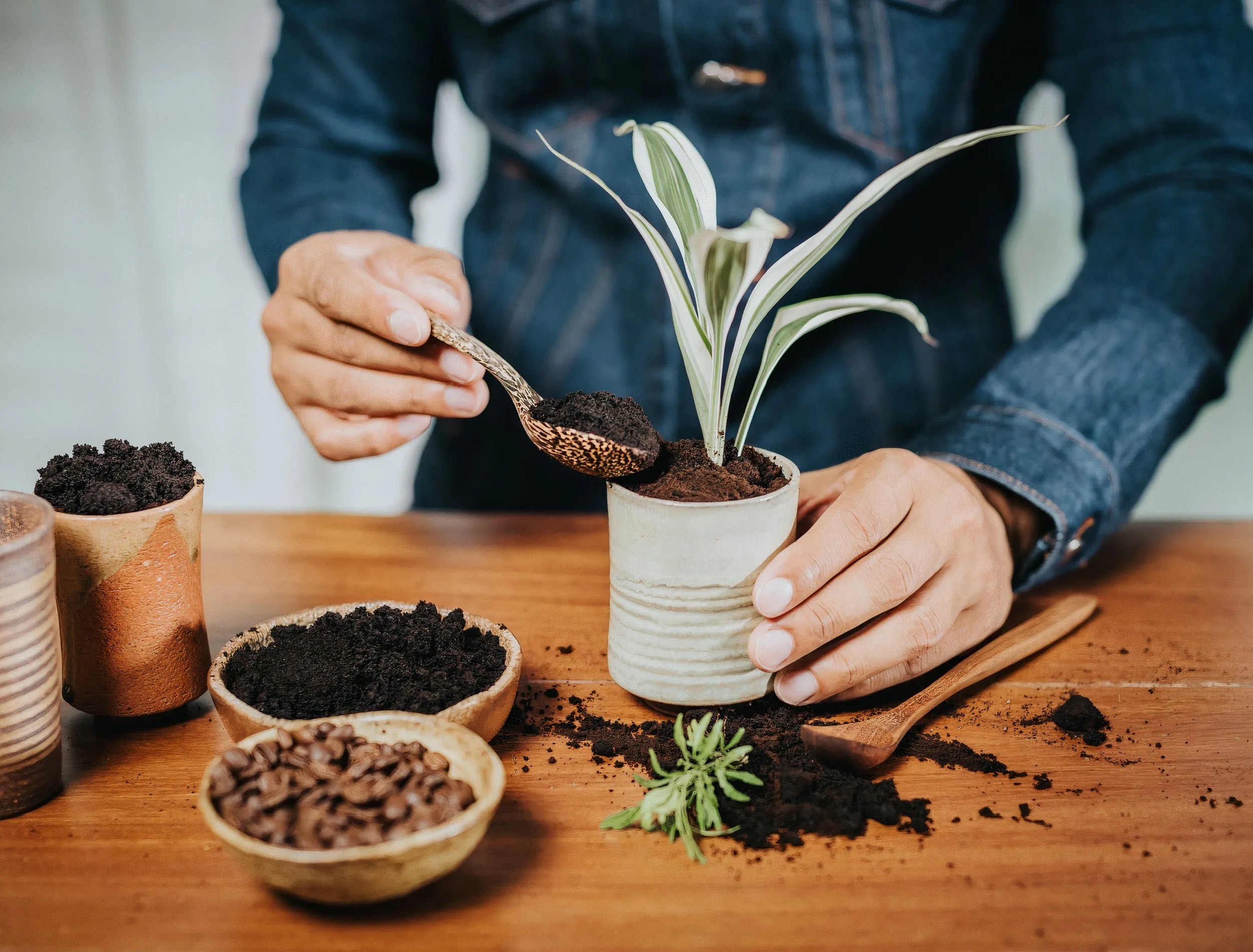 Using coffee grounds as fertilizer