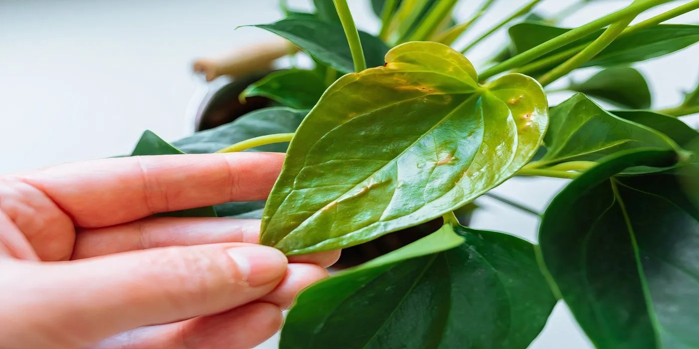 Inspecting a houseplant for pests and diseases