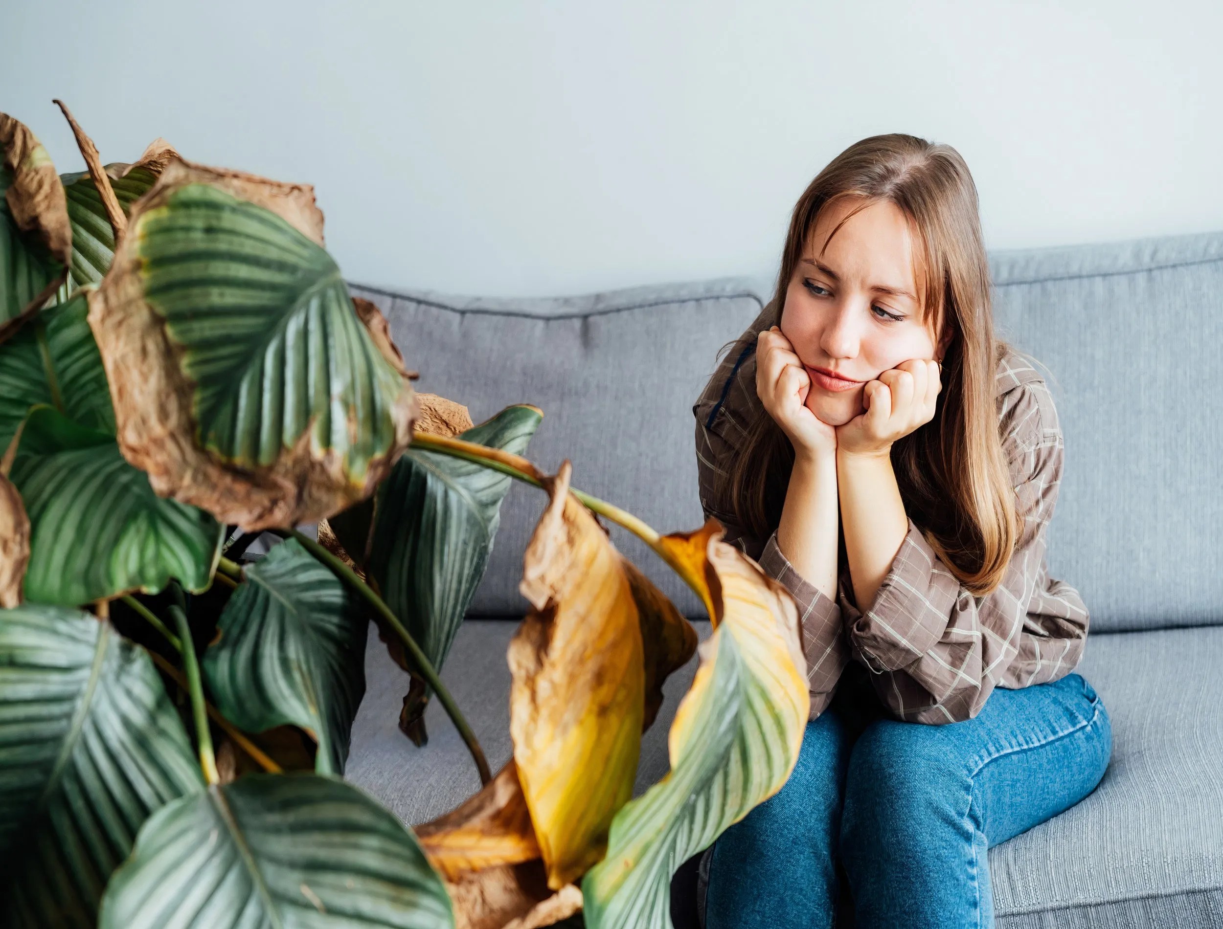 A plant parent stares at a dying houseplant