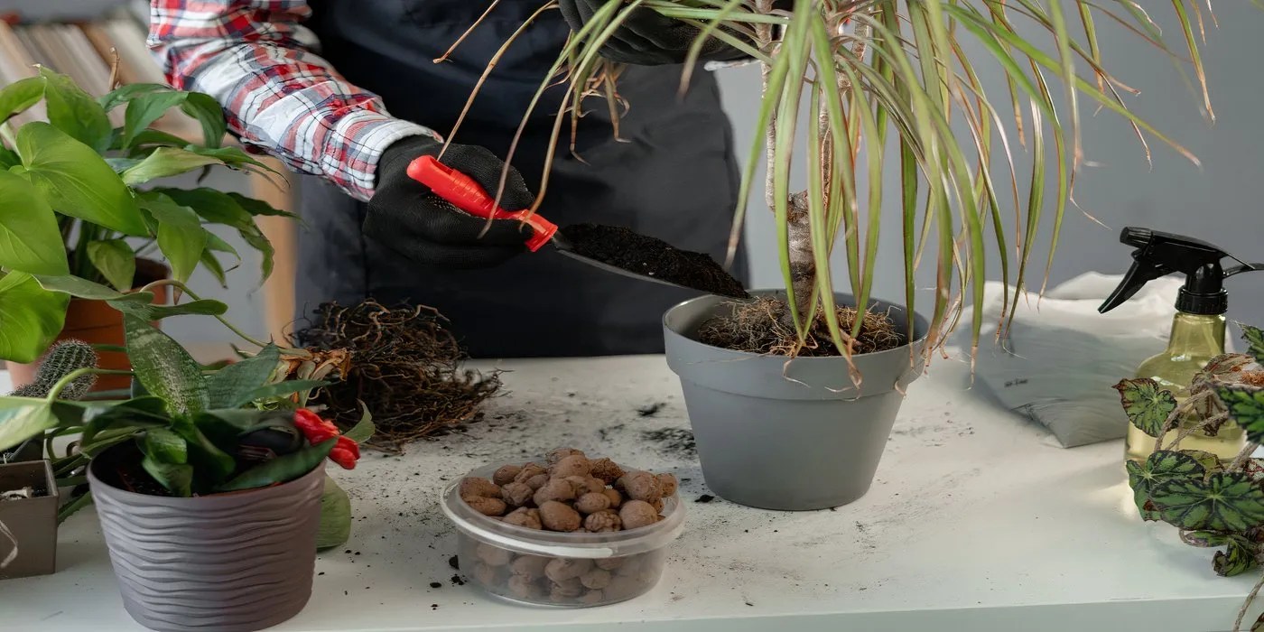 Repotting a houseplant