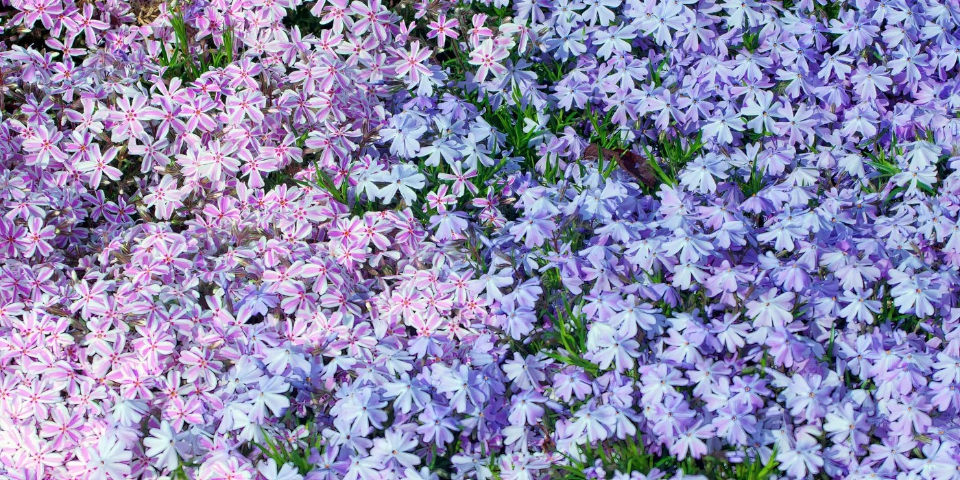 Spreading phlox