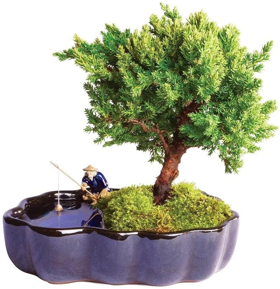 Brussel&rsquo;s Bonsai Live Green Mound Juniper