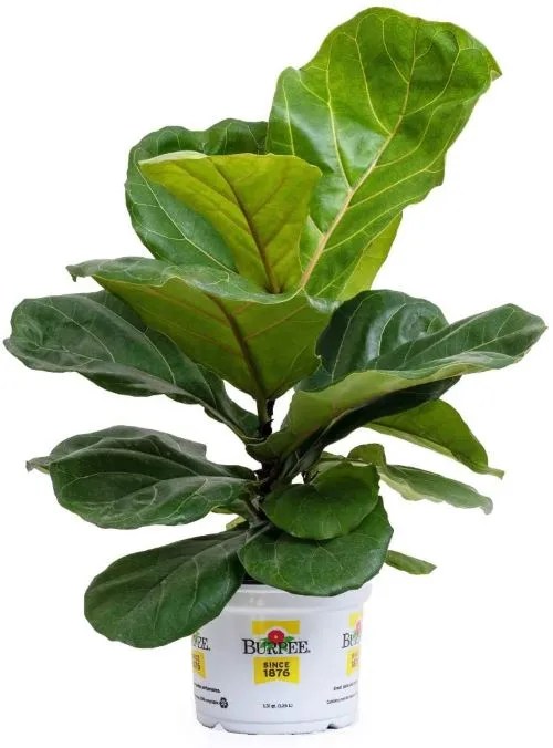 Fiddle Leaf Fig