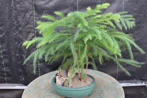 Norfolk Island Pine
