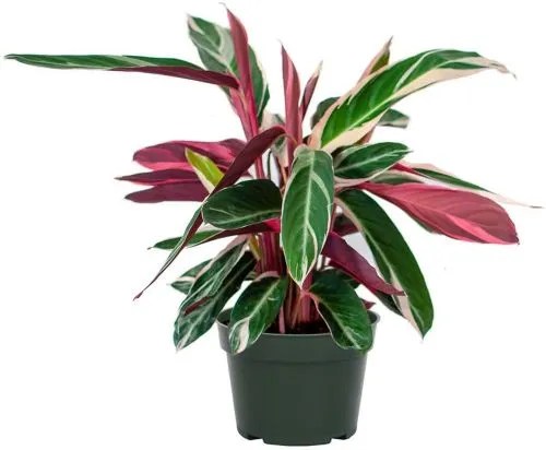 Buy yours at Amazon!