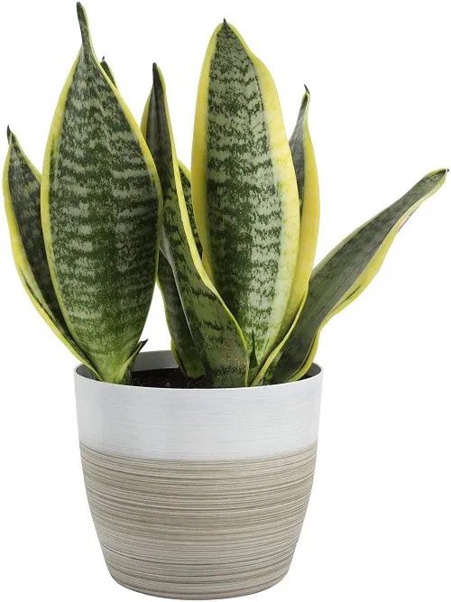 Buy snake plant at Amazon!