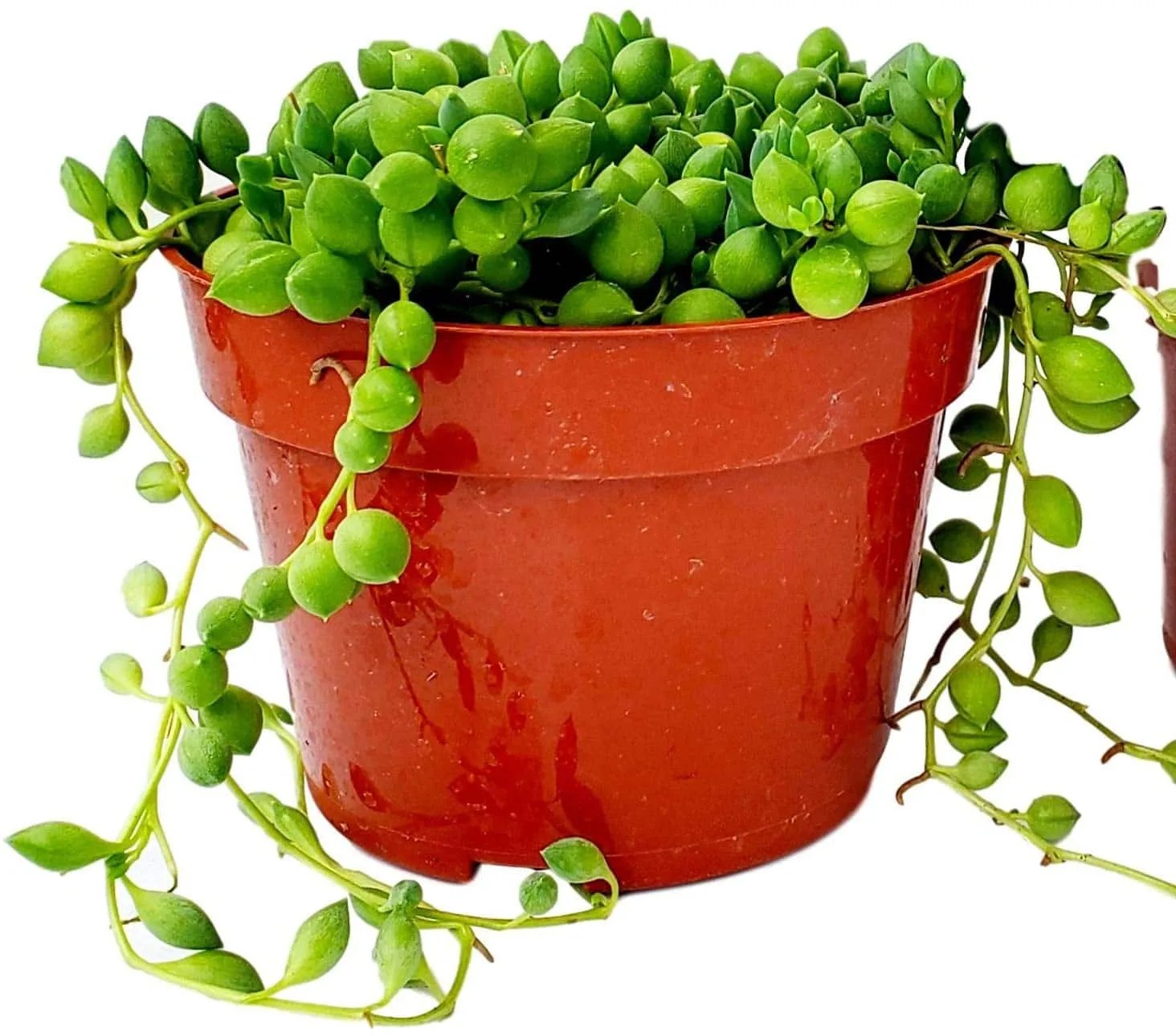 String of Pearls