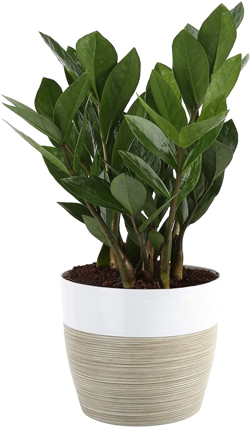 Buy ZZ Plant at Amazon