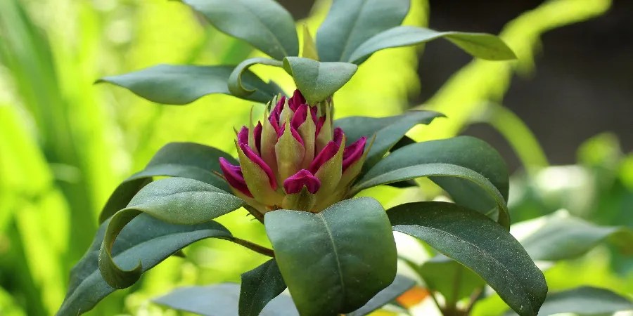 close up of rhododendron buds
