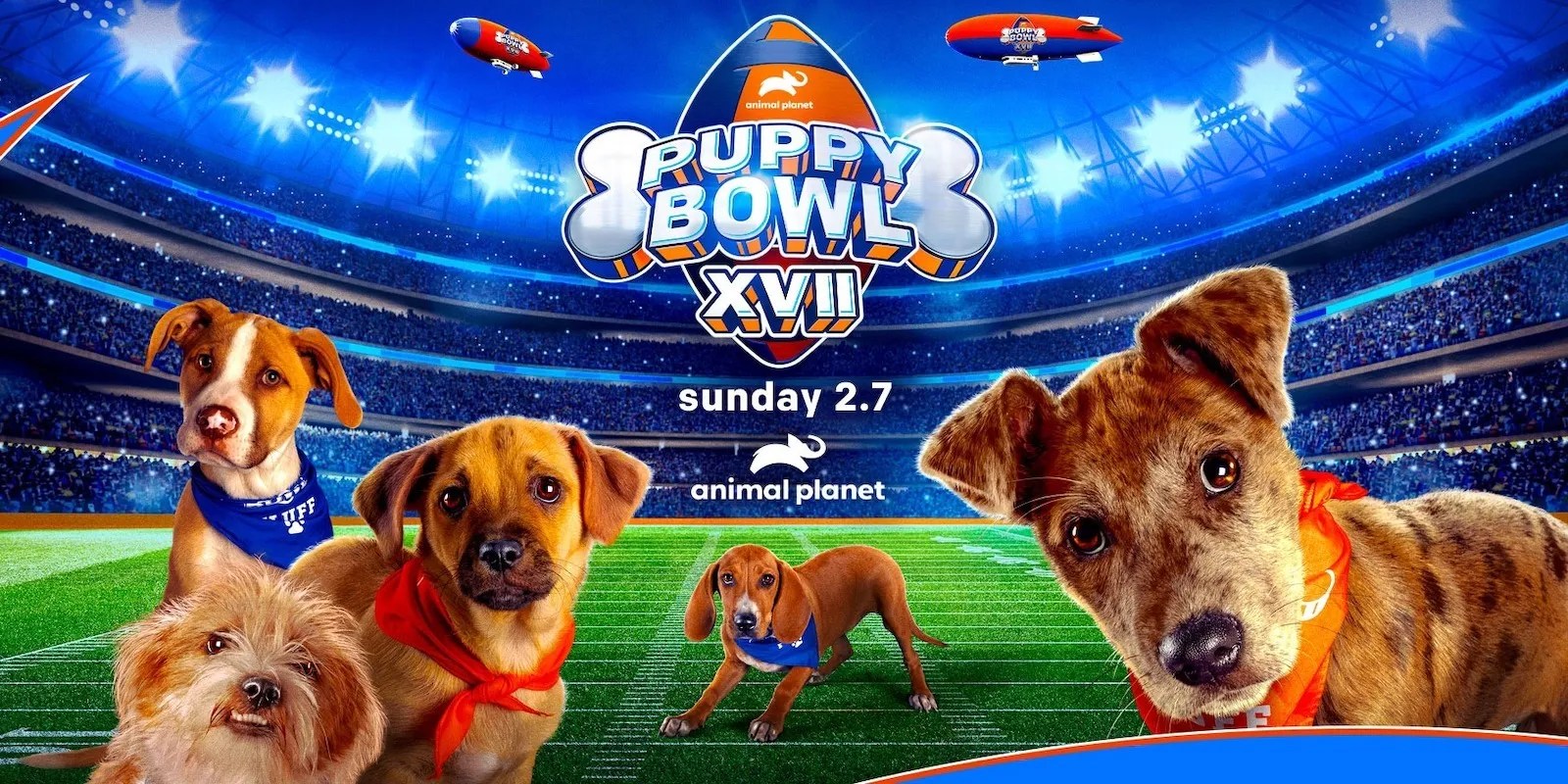 The Super Bowl's Audience Decreased, but the Puppy Bowl's Went Up